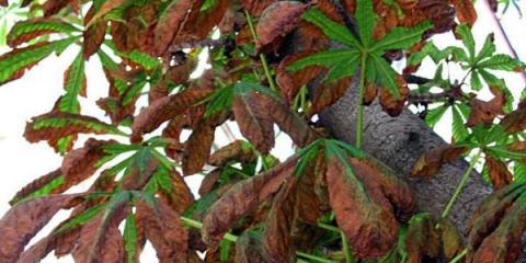 Bolesti kestena i kako ih liječiti